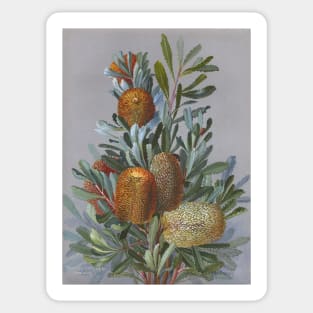 Banksia Australian Wildflower Watercolor Sticker